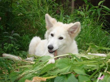 Fotos/VervolgI-nest/vervolg/Charlie/DSC02026[1].JPG